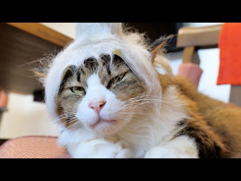 減毛したばかりなのに頭だけ増毛したボス吉【猫達のファーミネーターその後①】(YouTube)