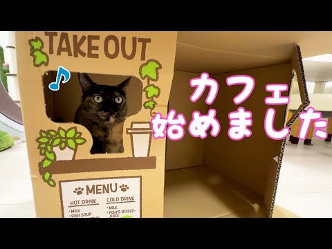 カフェの店員になったサビ猫モモちゃんが可愛すぎる…！(YouTube)