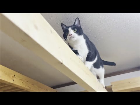 調子に乗ったお父さんの心を砕く猫(YouTube)