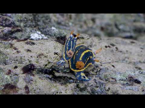アオウミウシ(YouTube)