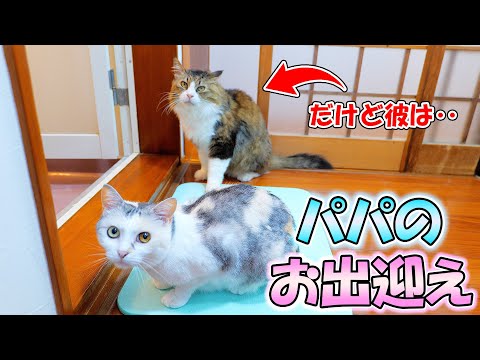 パパのお風呂の出迎えに来てくれる猫と別の目的でやって来る猫(YouTube)