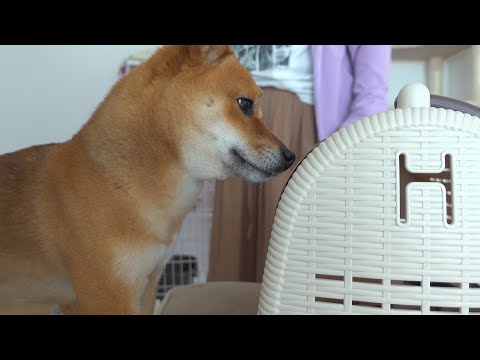 子猫が病院へ！その時柴犬は母親のような眼差しに。そして意外な事実が。(YouTube)