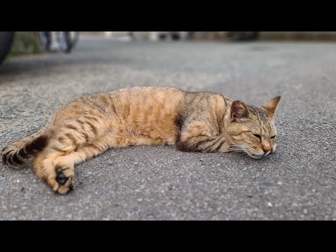 感動猫動画 のライブ配信(YouTube)