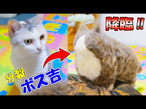 春になって分裂したボス吉が今年も猫部屋にやって来た！【猫達のファーミネーターその後②】(YouTube)