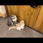 ３日間一緒に過ごした友達が帰っちゃった後、猫たちが玄関でこうなってました…(YouTube)