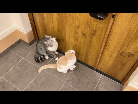 ３日間一緒に過ごした友達が帰っちゃった後、猫たちが玄関でこうなってました…(YouTube)