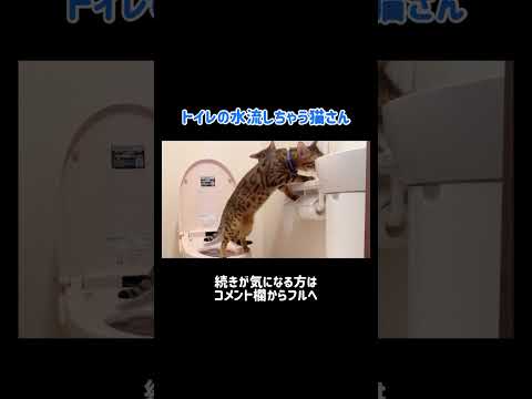 トイレの水流しちゃう系猫さん🚽 #shorts(YouTube)
