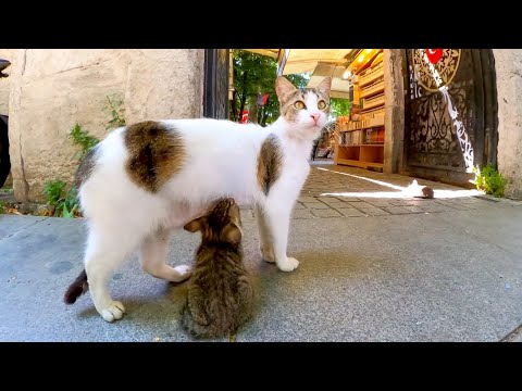 バザールの入口にはカワイイ猫の親子、そして優しいイスタンブール市民(YouTube)