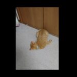 【猫動画】こててんっ〜にゃんともパレード〜#猫動画#猫#283(YouTube)