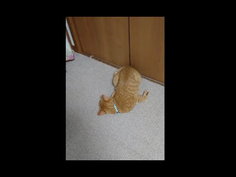 【猫動画】こててんっ〜にゃんともパレード〜#猫動画#猫#283(YouTube)