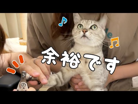 爪切りに慣れすぎたベテラン猫たちがこちらです！(YouTube)