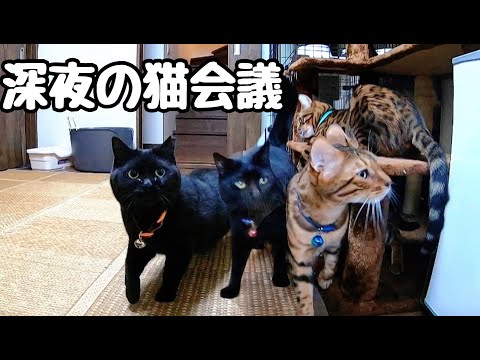 深夜の猫達の様子を朝まで撮ってみたら大集合してた件(YouTube)