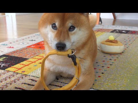 柴犬が知恵を絞って全力で訴えてくるこの場面が可愛すぎる。。(YouTube)