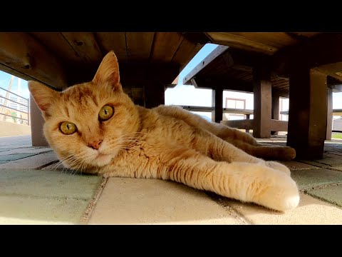 たくさんの猫達が猫島の休憩所を占領してくつろぐ(YouTube)