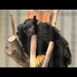 アカテタマリン の『パロ』と『ウル』 (浜松市動物園) 2021年7月25日(YouTube)