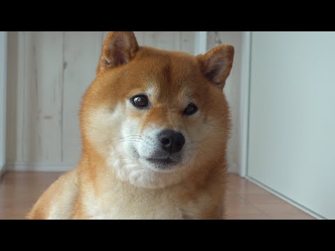 目を離した瞬間柴犬ハチがやらかした！その後思わぬ終結に。(YouTube)