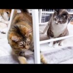 飼い主が妹猫と遊んでいると普段からのんびりな猫が敏速な動きで暴れ出した…笑(YouTube)