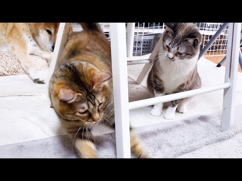 飼い主が妹猫と遊んでいると普段からのんびりな猫が敏速な動きで暴れ出した…笑(YouTube)