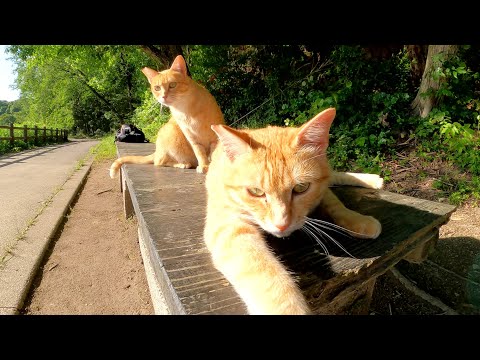 ベンチでくつろいでいた茶トラ猫兄弟がラジコンカーにビビるw(YouTube)