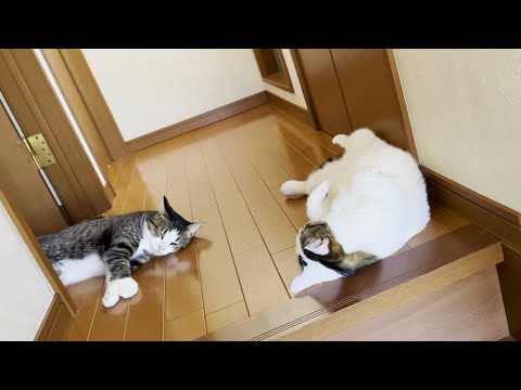 猫がところどころで落ち始める季節になりました(YouTube)