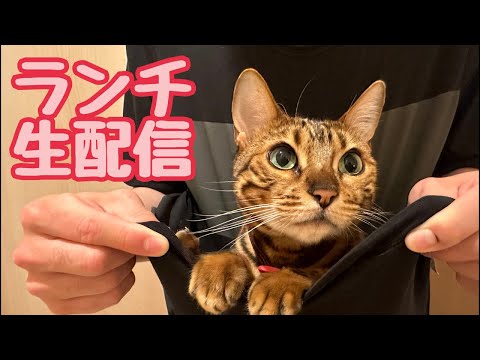 【ランチ生配信6/28】梅雨でパットしない気分を猫でも見てリフレッシュしませんか？生配信(YouTube)