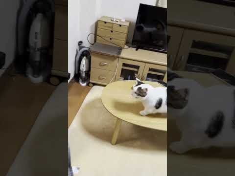 ニャーニャーシャーニャーニャーニャーシャーシャー(YouTube)