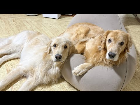 【おまたせ？しました】視聴者プレゼント＆新グッズ発売のご報告ライブ！(YouTube)