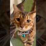 猫の生活もいろいろ大変 #shorts(YouTube)
