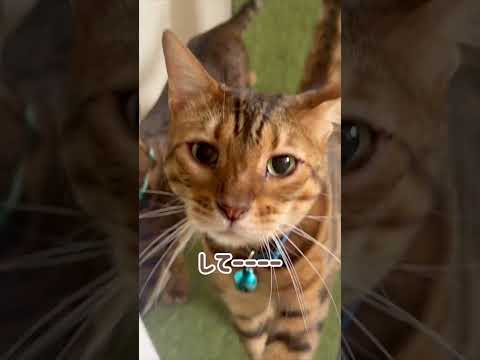 猫の生活もいろいろ大変 #shorts(YouTube)
