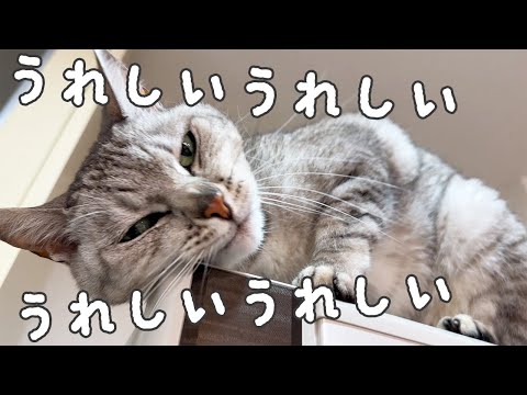 お返事猫になってスリスリが止まらない猫マロちゃん！！(YouTube)