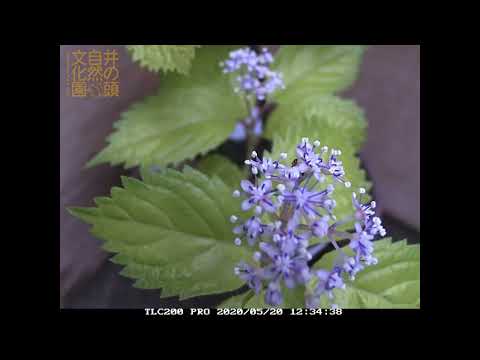 井の頭自然文化園 花ごよみ動画 コアジサイの開花(YouTube)