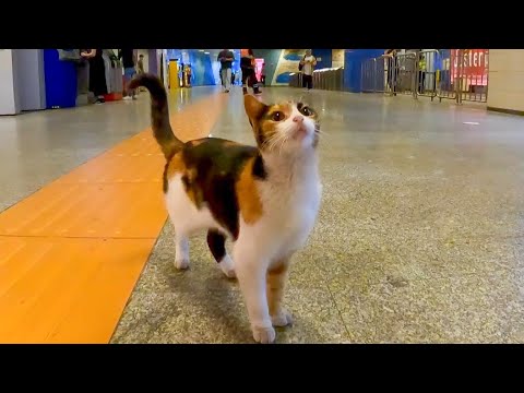 地下鉄駅の三毛猫ちゃん、売店の人や駅職員の人たちみんなに可愛がられています(YouTube)