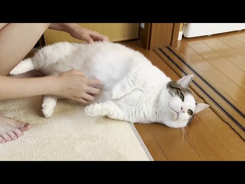 転がるときに「ドスン」と音がしそうな猫(YouTube)
