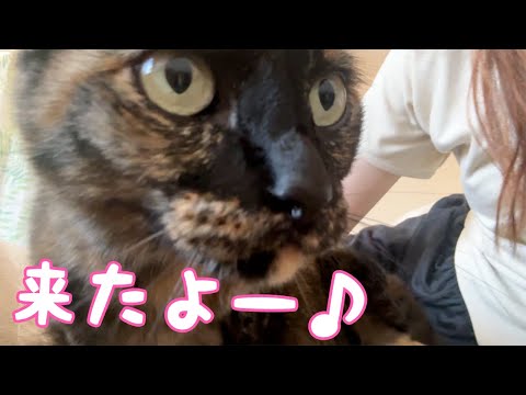 ママが休んでると隣に遊びに来てくれるサビ猫モモちゃん！(YouTube)