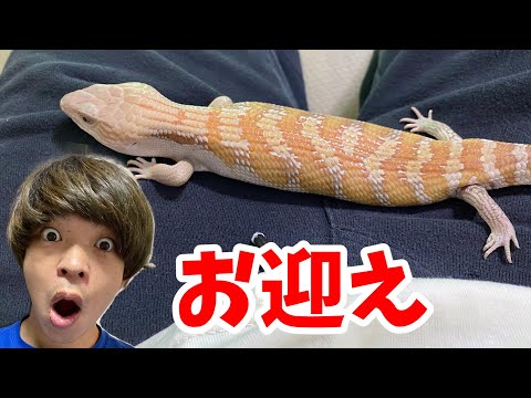 我が家に仲間入りした綺麗なトカゲが可愛すぎる(YouTube)