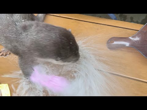 層流ウォータージェットをカワウソに試したら大変なことになったw I tried the laminar flow water jet on an otter and it was a disaster(YouTube)