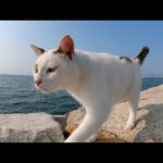 マロ顔の猫が海をパトロールしていたのでついていってみた(YouTube)