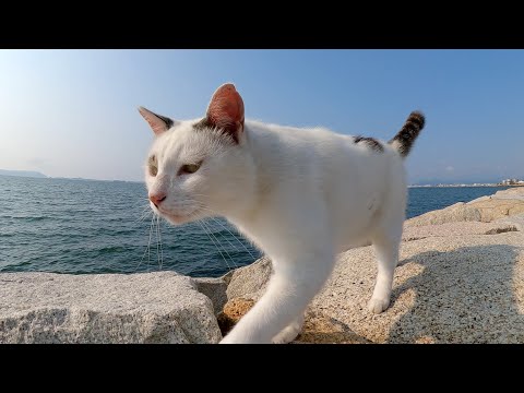 マロ顔の猫が海をパトロールしていたのでついていってみた(YouTube)