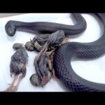 空腹でトチ狂った蛇にエサをやります(YouTube)