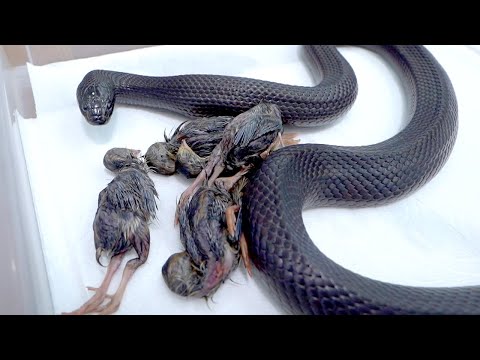 空腹でトチ狂った蛇にエサをやります(YouTube)