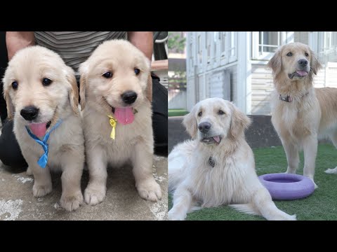 1年間離ればなれだった兄妹が成長して再会を果たしました。(YouTube)