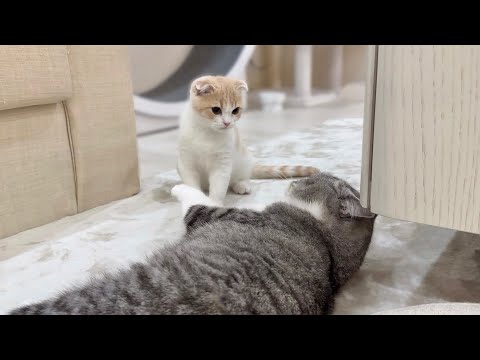 生まれて初めて兄にケンカで勝っちゃった子猫の反応がかわいすぎました…(YouTube)