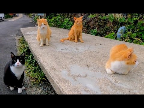 石のベンチでの猫会議(YouTube)