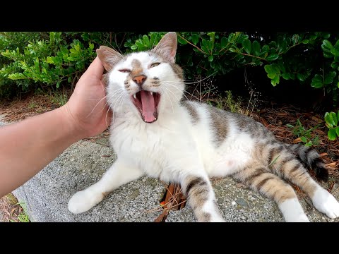 顔はイカついけど、甘え方はメチャクチャ可愛い猫達(YouTube)