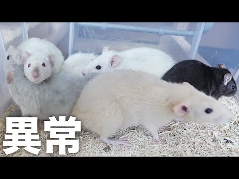 【子供が…】ラットのコロニーに異常事態が起きました(YouTube)