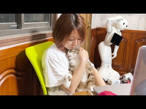 野良だった猫が見つけた本当の居場所・・・(YouTube)
