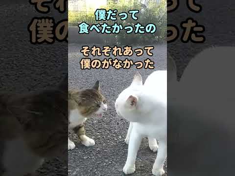 猫の口喧嘩を見るのが楽し過ぎる #shorts(YouTube)