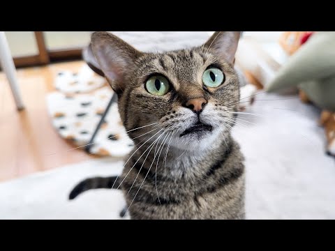 飼い主や柴犬に甘えたり来客が来て観察したりと忙しい一日だったお姉ちゃん猫(YouTube)