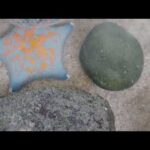 イトマキヒトデ(YouTube)