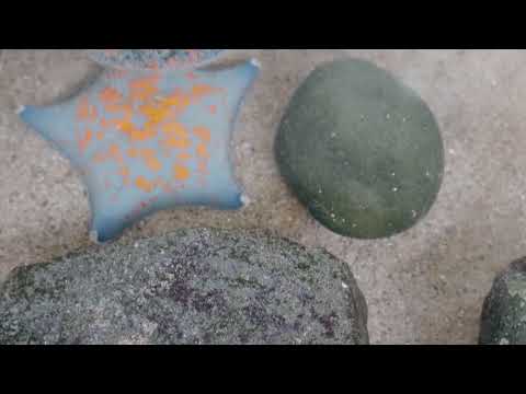 イトマキヒトデ(YouTube)